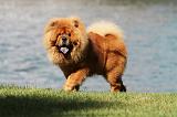 CHOW CHOW 394